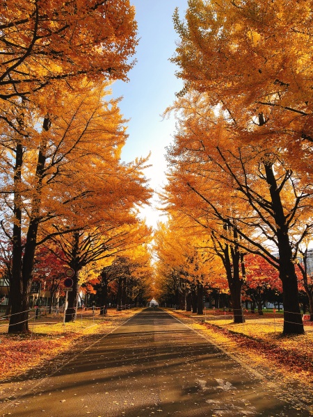 秋の北海道大学