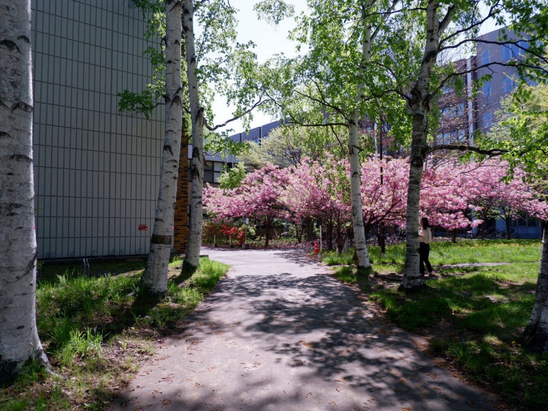 春の北海道大学