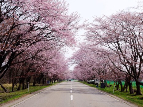 二十間道路桜並木