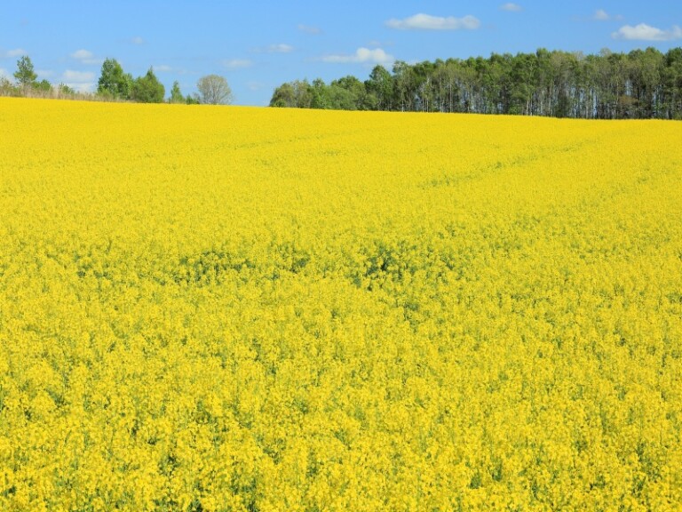 安平町まるわかり情報【観光・グルメ】 北海道Likers