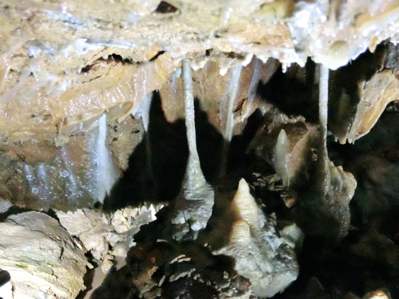 北海道当麻鍾乳洞内の石筍