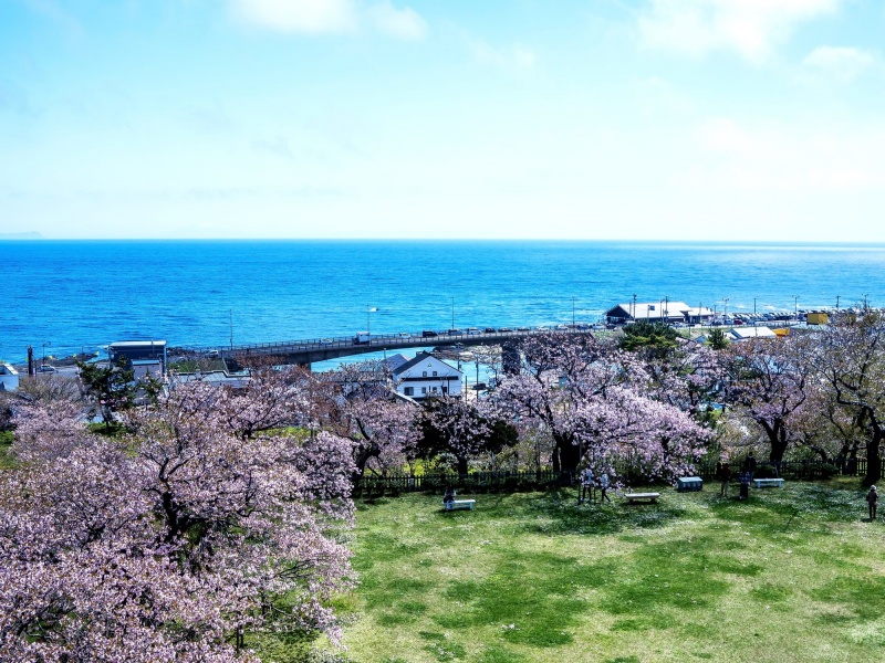  満開の桜と松前湾　”松前町”