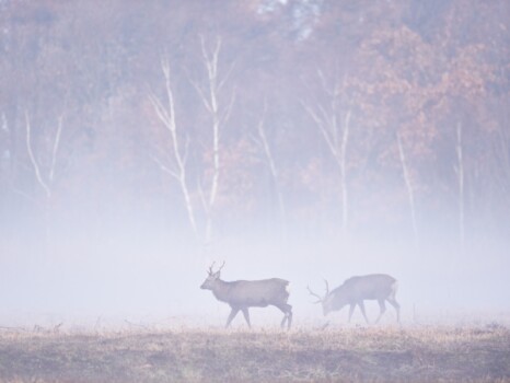 霧と鹿