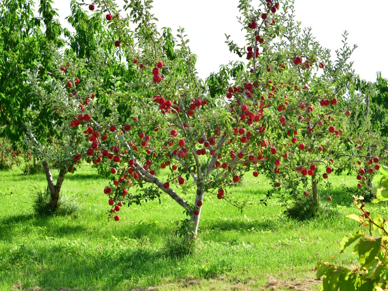 北海道仁木町で赤く実りを迎えたリンゴ畑の風景を撮影