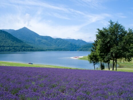 北海道の湖とラベンダー畑と青空と白い雲