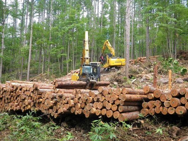 針葉樹の伐採を行う林業の現場