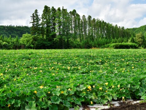 夏の北海道乙部町で花が咲き始めたカボチャ畑の風景を撮影