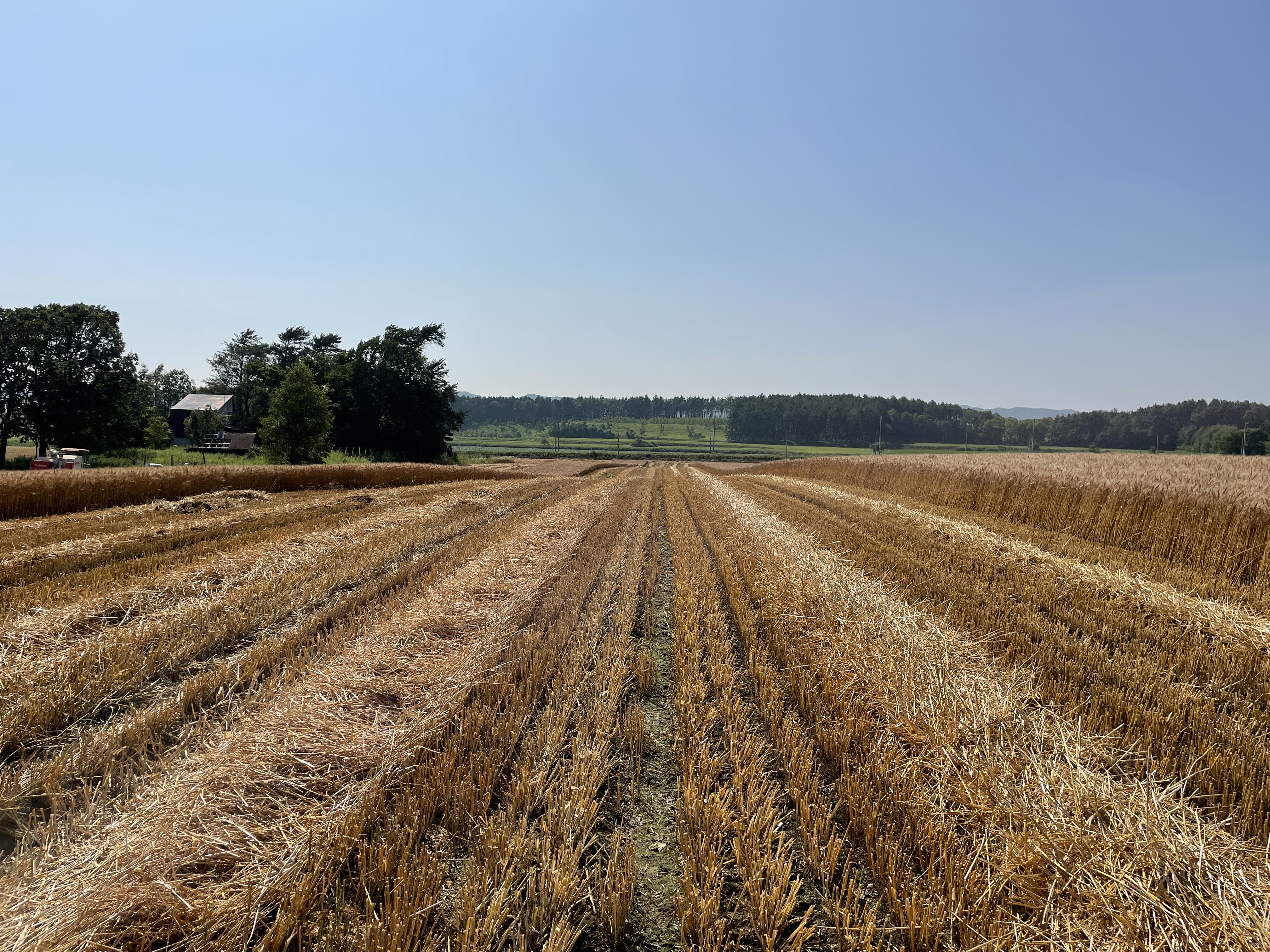 収穫後の小麦畑