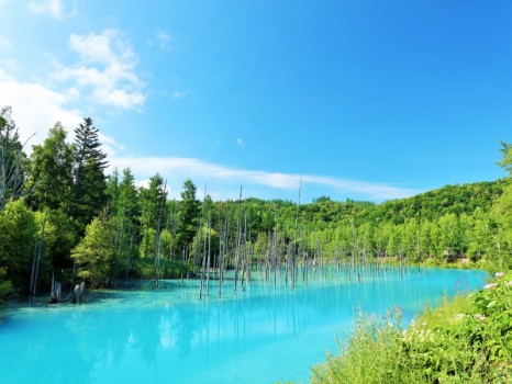 北海道　夏の青空と青い池