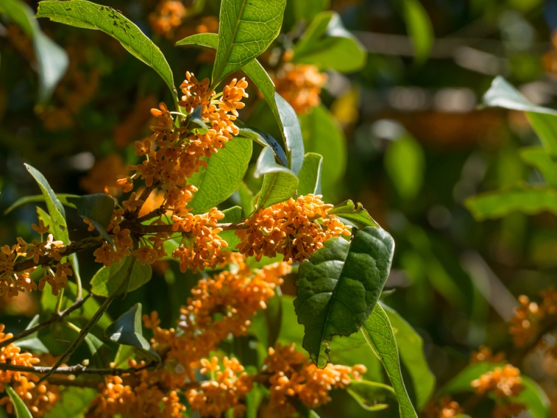 Fragrant orange-colorer olive, Osmanthus fragrans, Japanese Kinmokusei