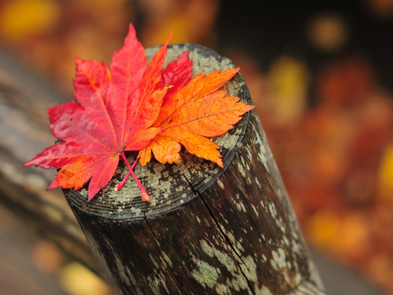 Fall colored leaves on a fence post with blurred out leaves on the ground in the background of the picture in Hokkaido, Japan.