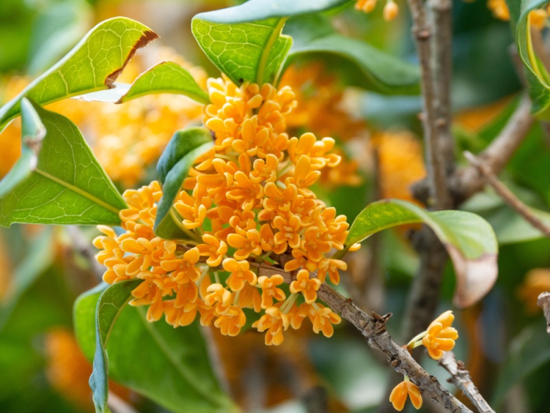 オリーブの香りの花 – オスマンサスの香りの変種。オーランティアカス – 日本の福岡市で開花。