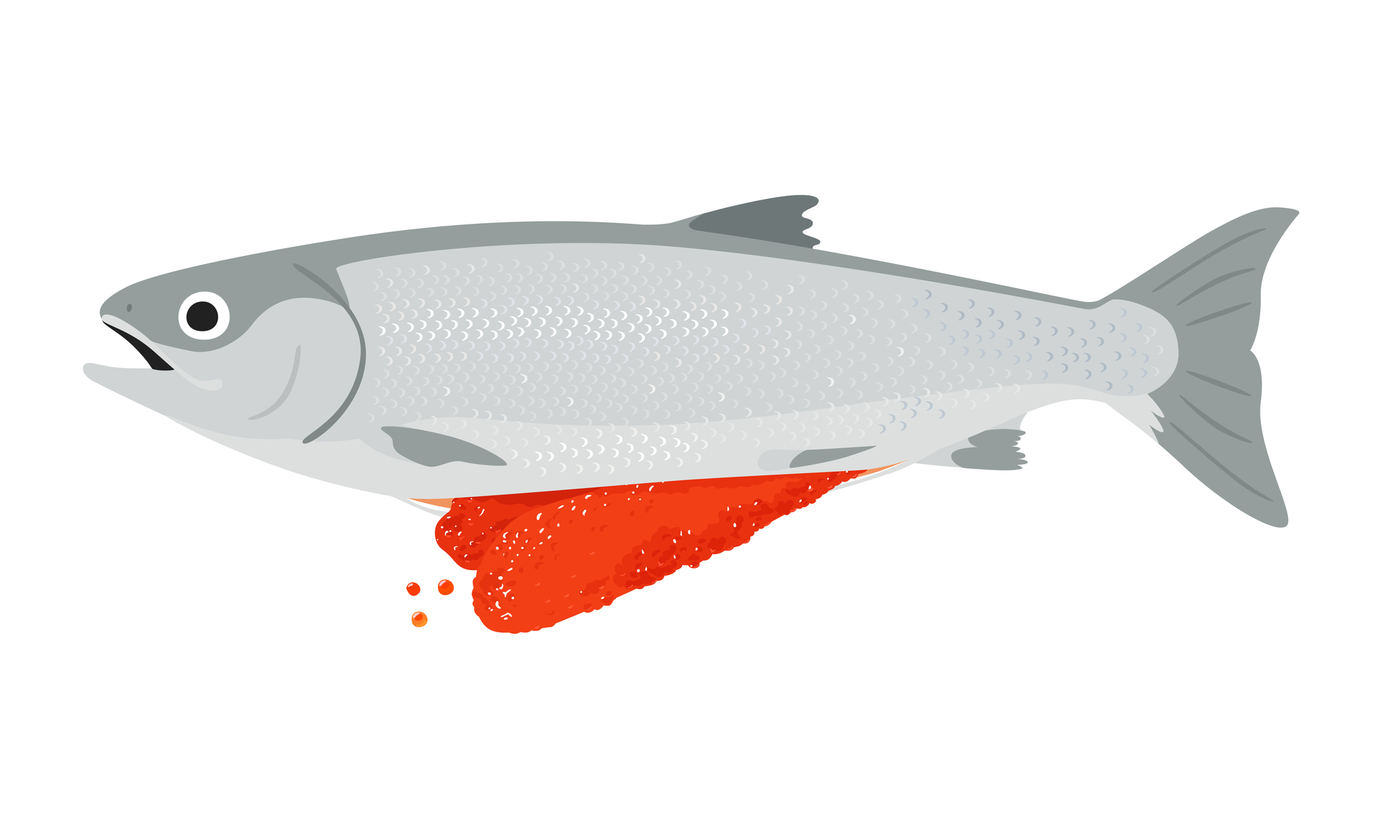 メスの子持ち銀鮭のイラスト。筋子やイクラとして食べる魚卵。