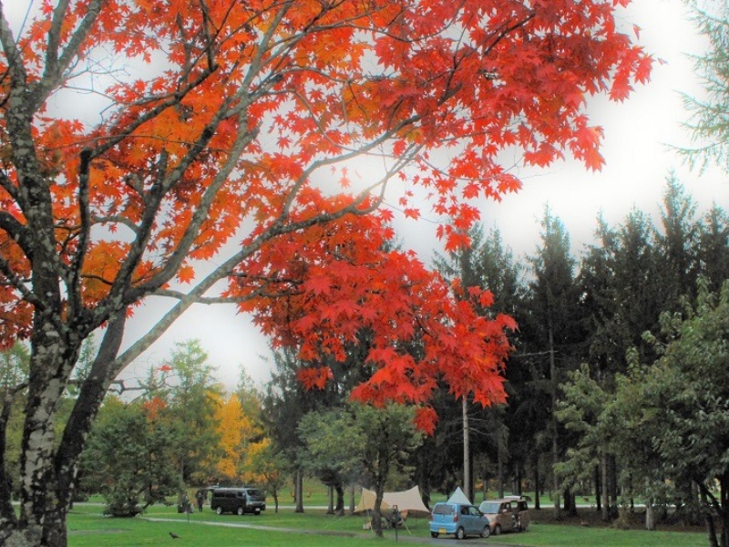 北海道の秋キャンプ