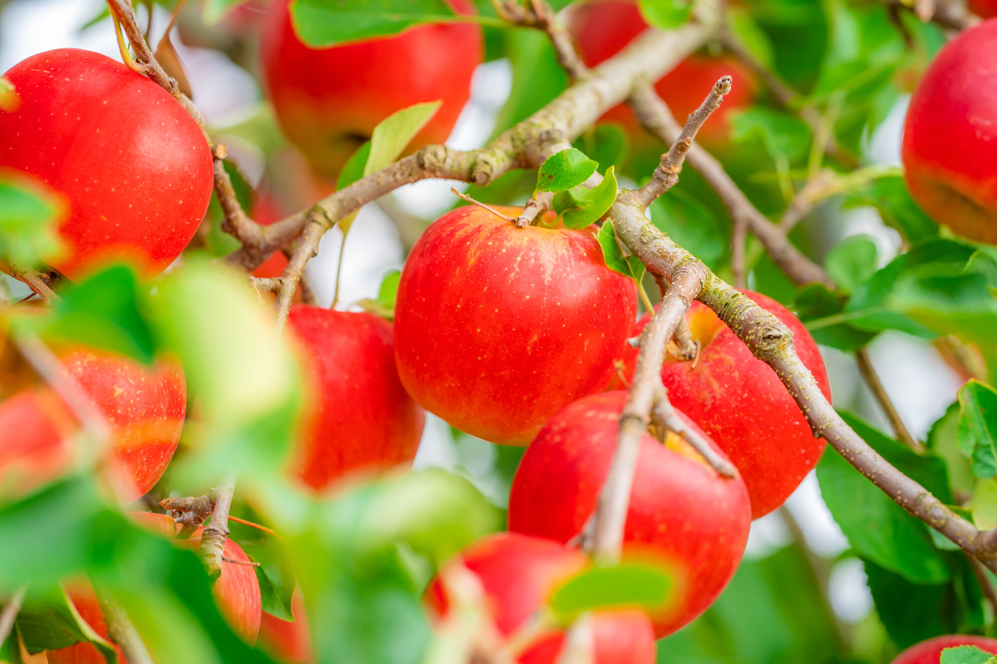 木に生っている収穫時期のリンゴ　【長野県】