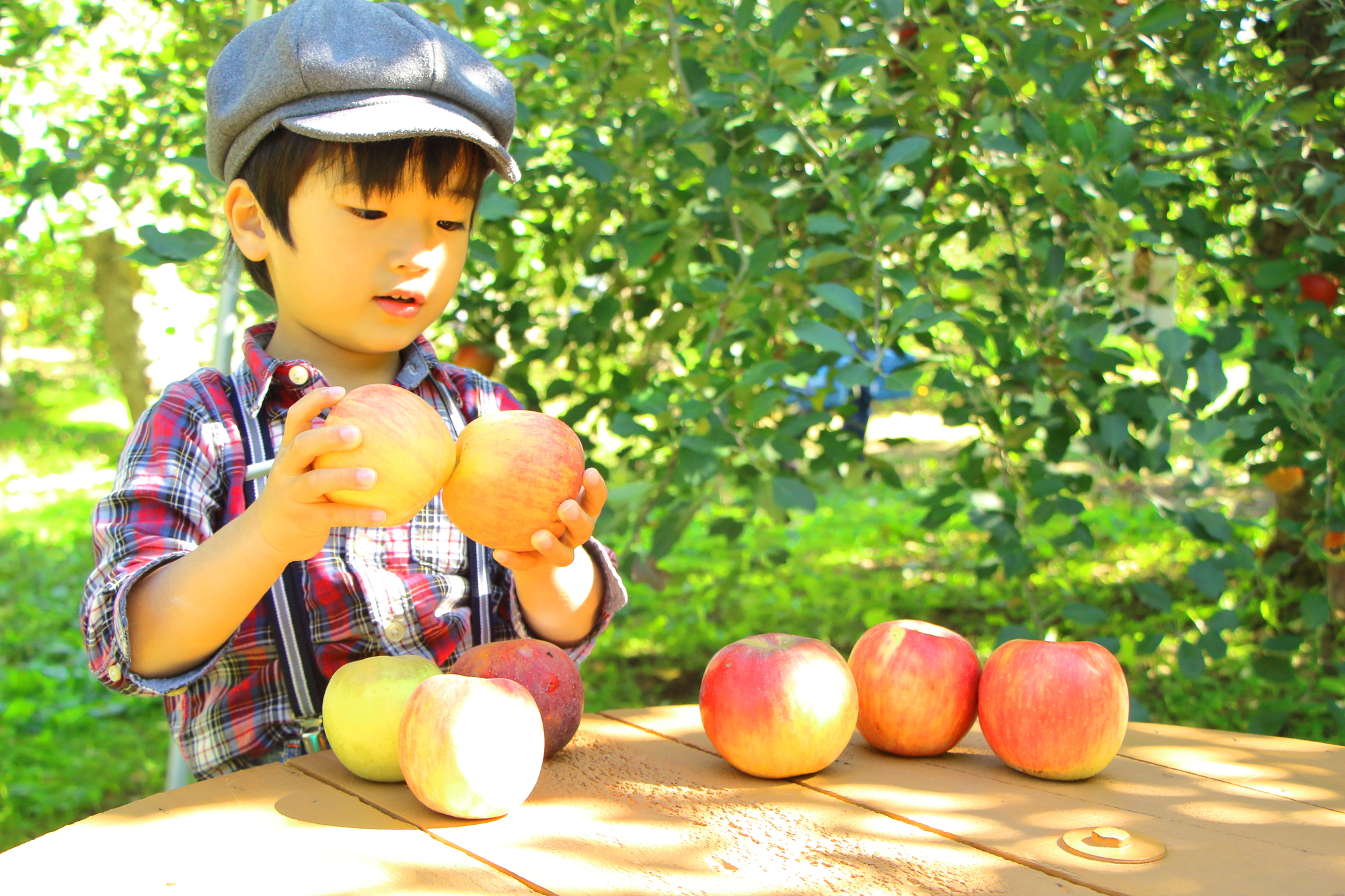 りんご畑と男の子