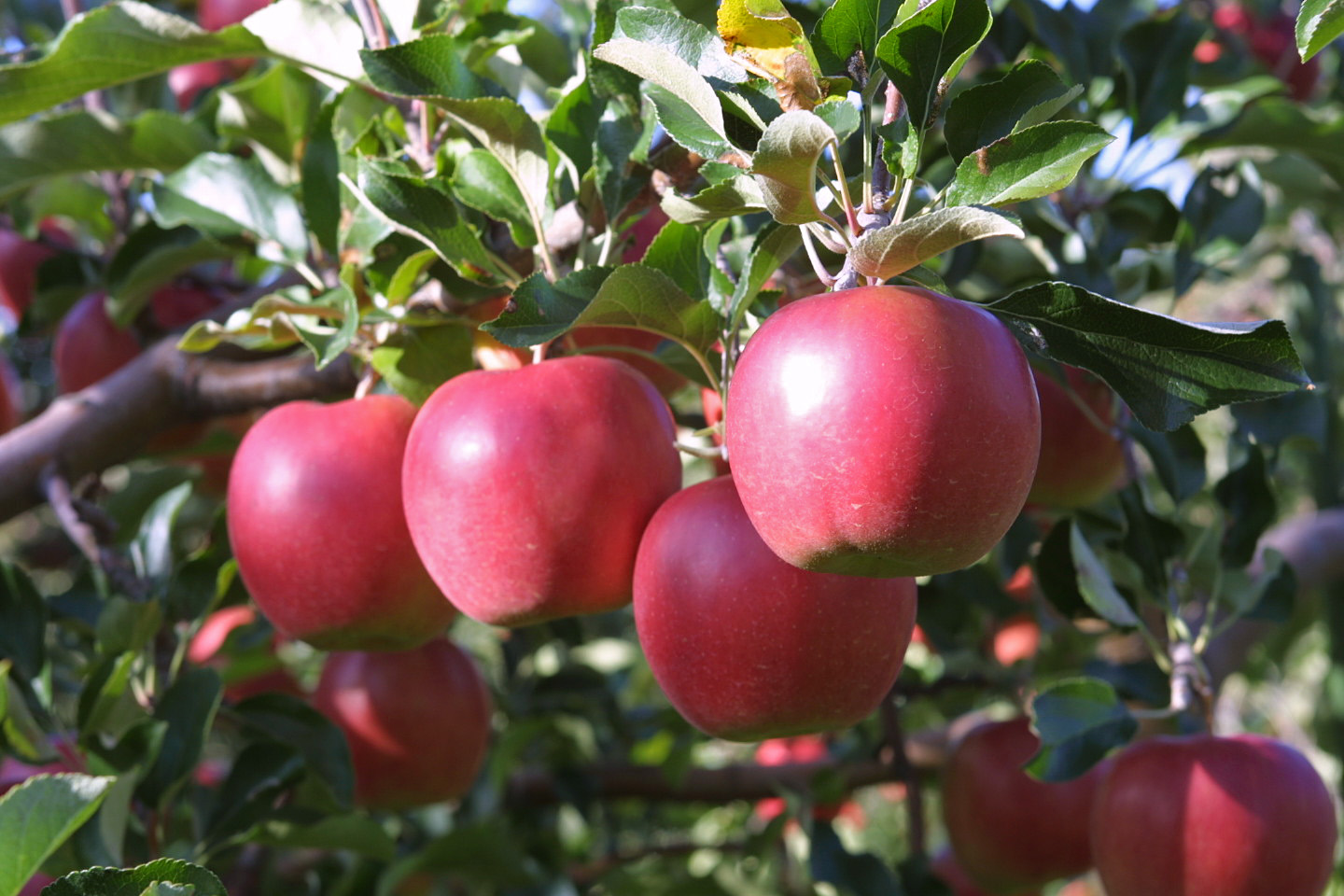 りんご　リンゴ　アップル　北海道産