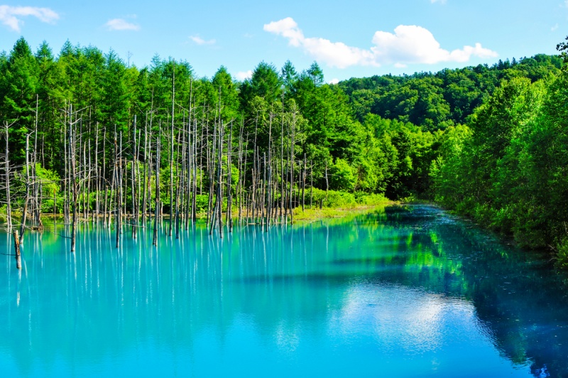 日本北海道美瑛の青池の枯木と森