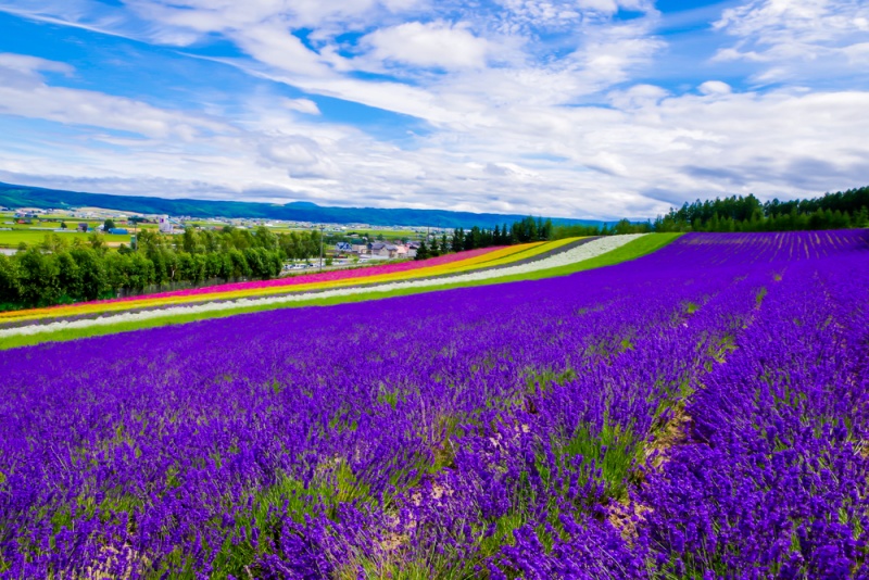 Irodori Field is beautiful Rainbow colors of flower field including purple lavender,white baby's breath, red poppy,pink garden catchfly,orange California poppy at Tomita farm, Furano, Hokkaido, Japan.