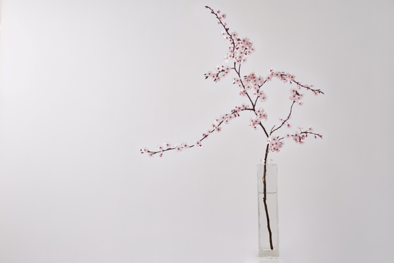 Blossom cherry brunch in vase on white table