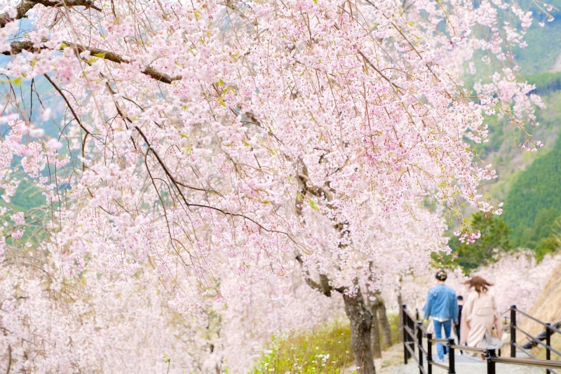 しだれ桜と観光客　高見の郷　奈良県