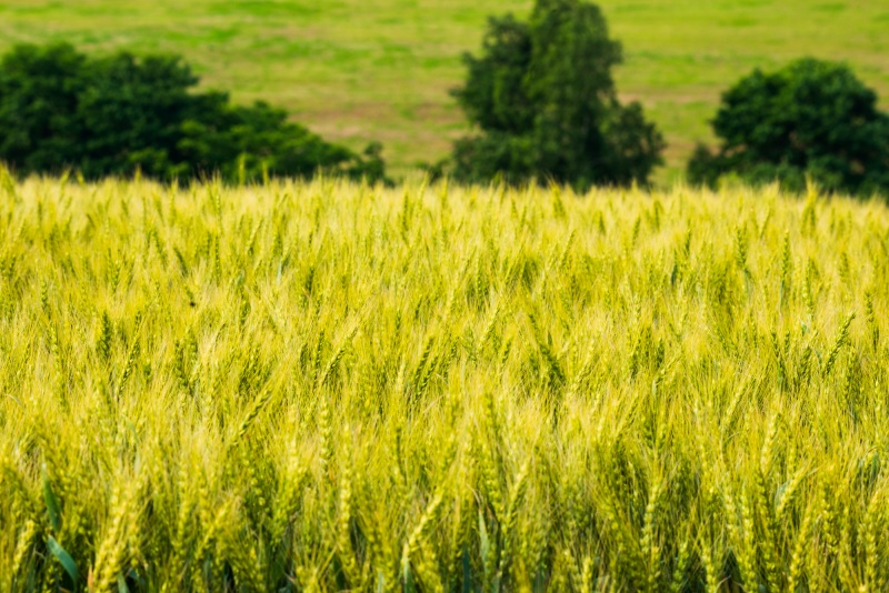 美瑛の黄金色の小麦畑