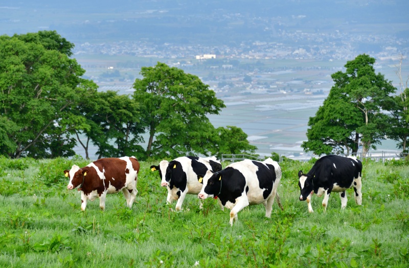 朝の北海道七飯町城岱牧場で放牧中の牛と初夏の風景を撮影
