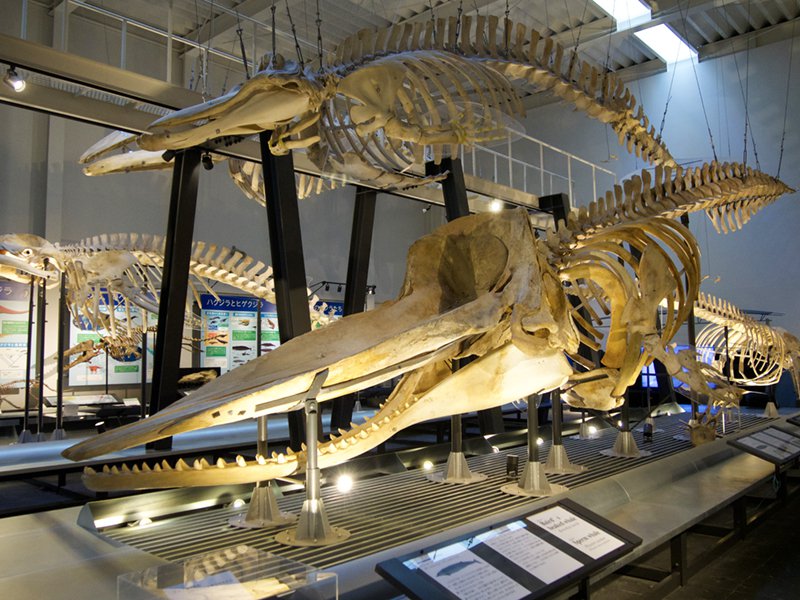 足寄博物館クジラ骨格標本