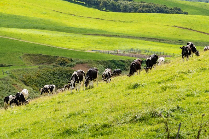 北海道の広大な牧場と放牧中の牛の風景 北海道豊富町