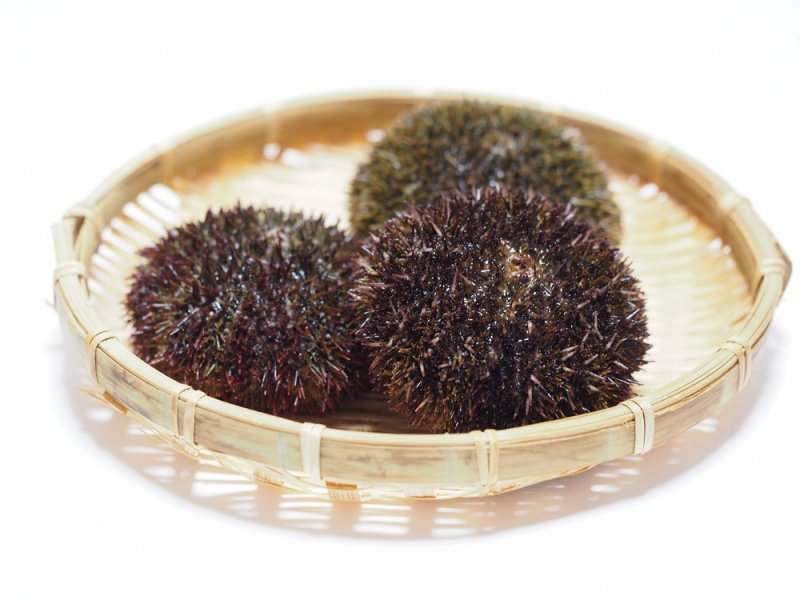 Short-spined sea urchin