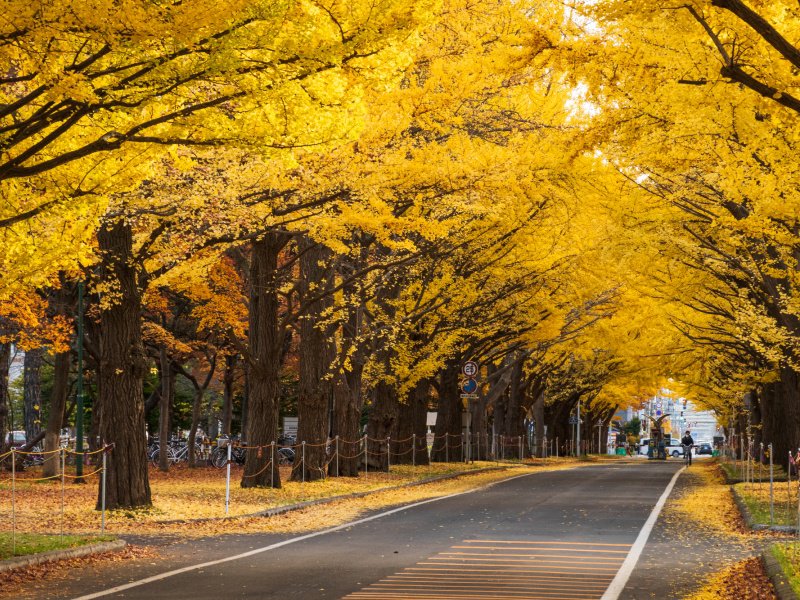 秋のイチョウ並木 北海道大学
