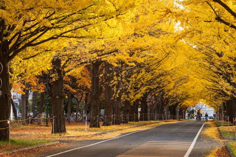 秋のイチョウ並木 北海道大学