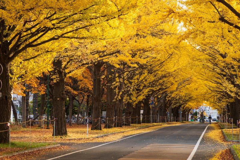 紅葉*プロフィール読んでください!様専用 ✨安い販売オンライン