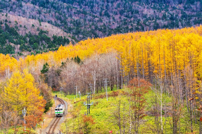 カラマツの紅葉と根室線の列車　北海道南富良野町