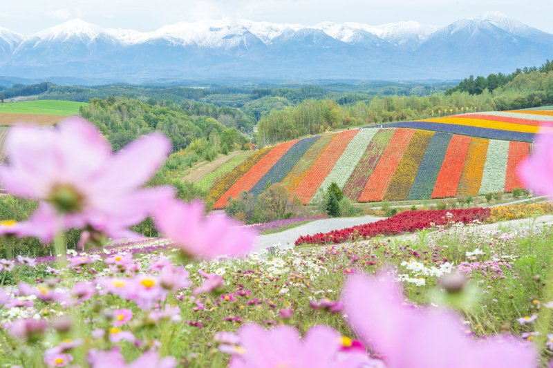 【秋の北海道】　四季彩の丘の花風景