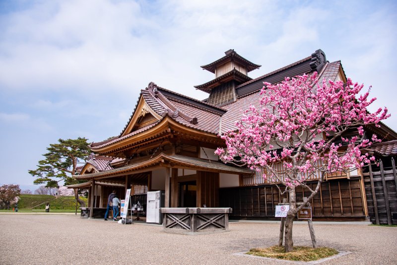 北海道　函館　五稜郭公園　復元された箱館奉行所と八重桜