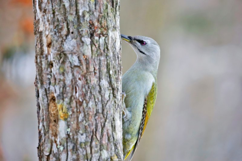 ヤマゲラ Grey headed woodpecker