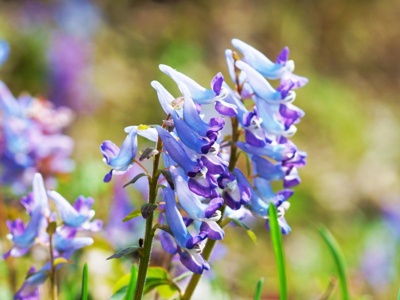 青紫色の花"エゾエンゴサク