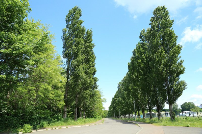 北海道大学　平成ポプラ並木