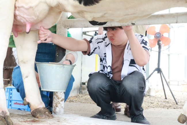 むらかみ牧場　乳しぼり体験