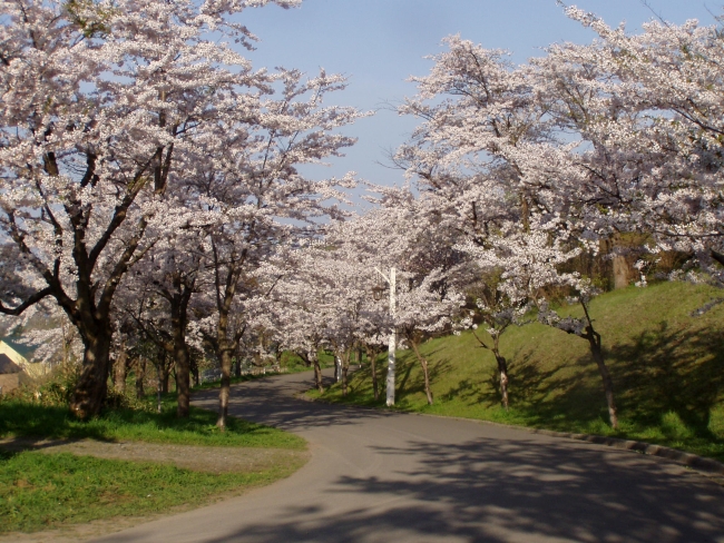 東明公園の桜並木