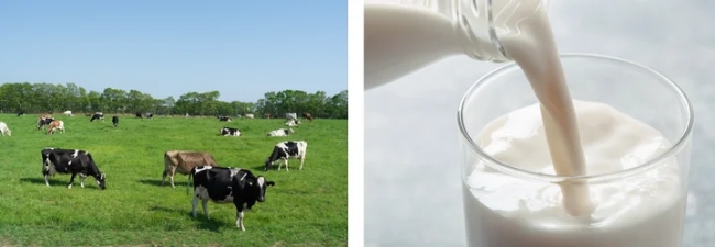 自社牧場で搾られた放牧牛乳