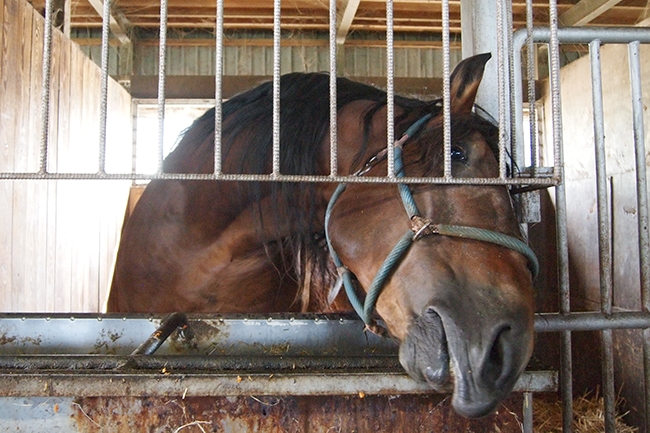 餌を待ち構える馬