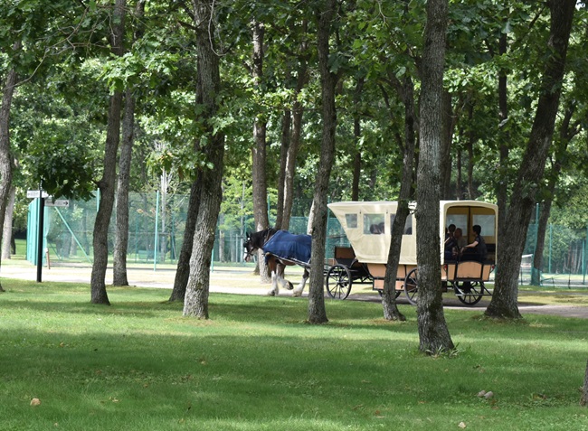 自然の中を走りぬける観光馬車