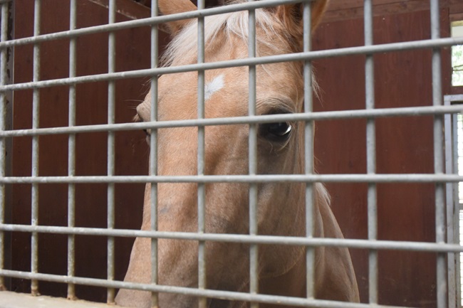 顔を近づけてくる馬