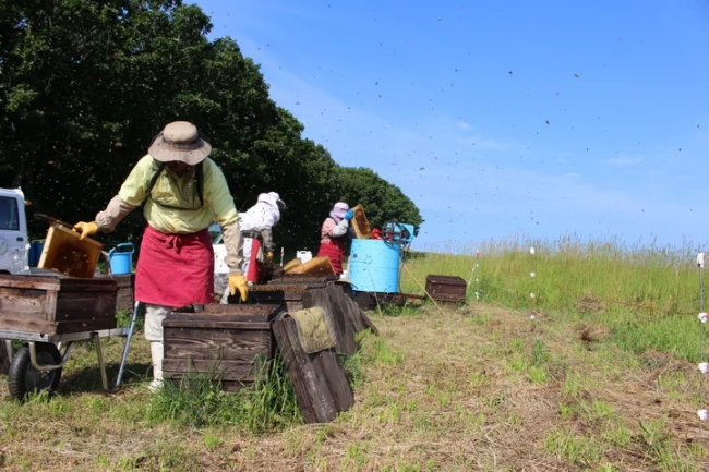 太田養蜂場のハチミツ作業風景