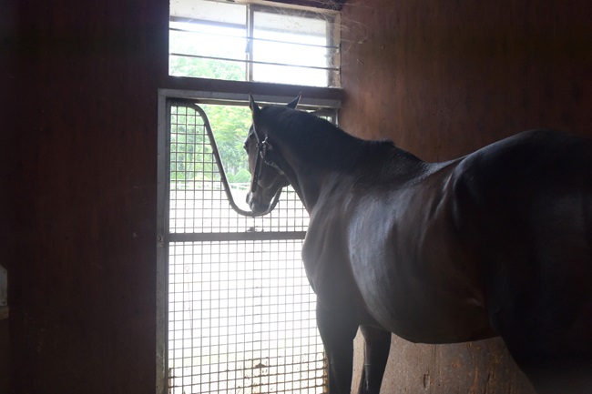 窓の外に首を出している馬