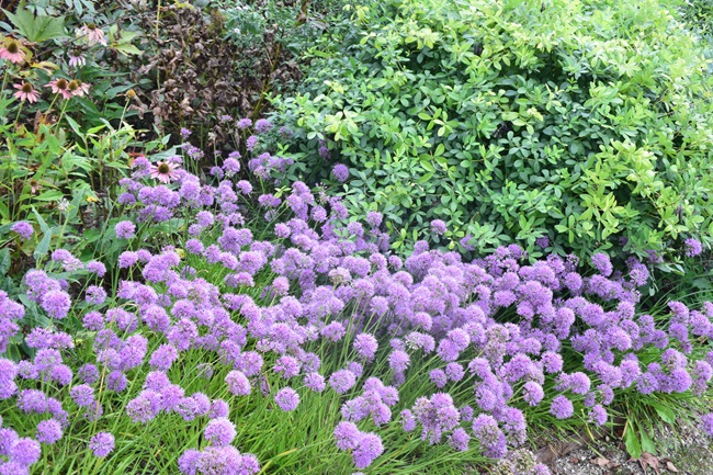 紫の花が咲くガーデン