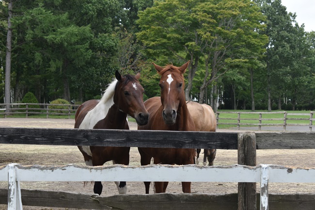 2頭の馬が肩を寄せ合っている様子