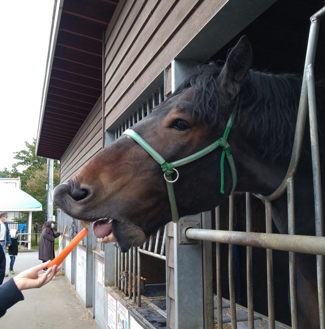 ばん馬にニンジンを与えている様子